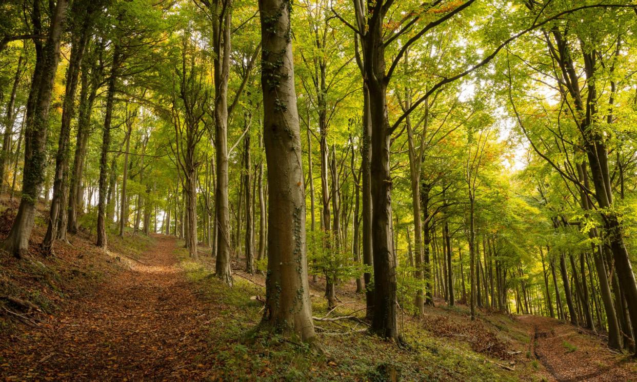 <span>The synchronised reproduction of the beech trees helps their ecology.</span><span>Photograph: National Trust Images/James Dobson/PA</span>