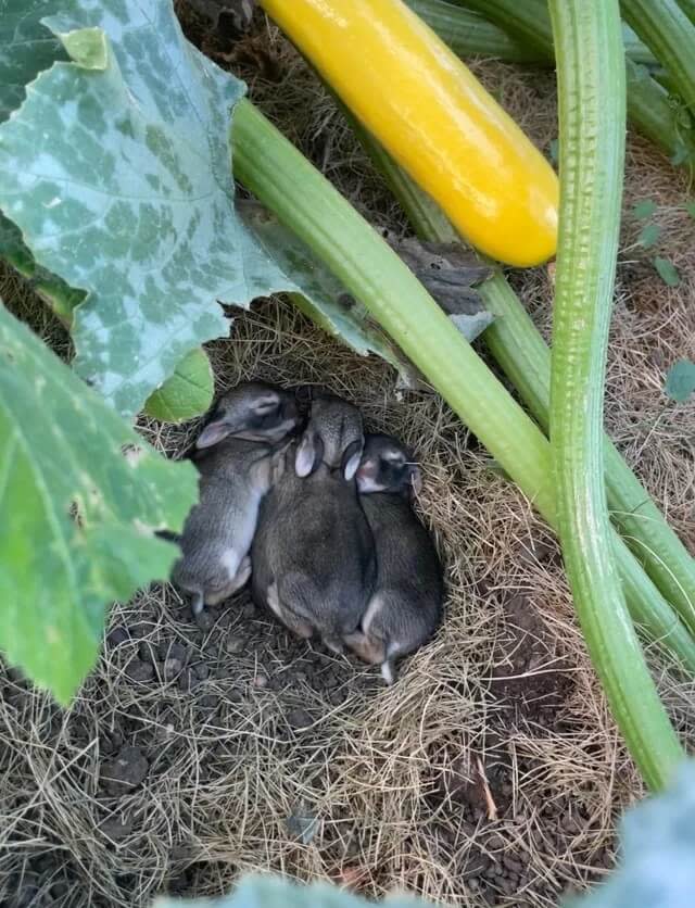 Summer squash surprise