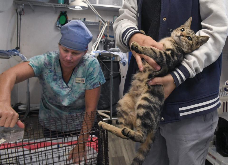 Veterinarian Dr. Julie Kittams (left), of Operation Sterilization Outreach Services, and her surgical assistant Maddie Lavial prepare feral cats for sterilization inside their mobile surgery center parked at the Humane Society of St. Lucie County on Wednesday, Oct. 25, 2023, in Port St. Lucie. Dr. Kittams is one of four veterinarians/clinics who partner with the city to provide the service as part of the city’s trap, neuter, vaccinate, return program.