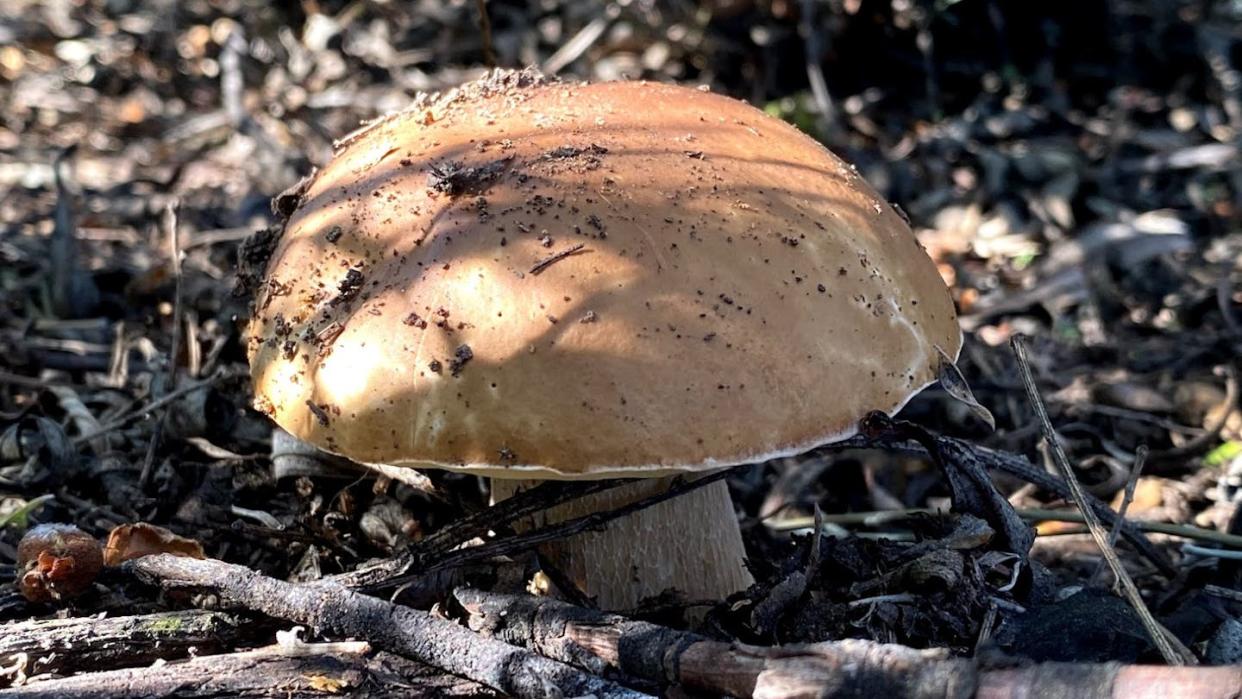 Boletus bajo una jara joven. Pablo Martín-Pinto, Author provided