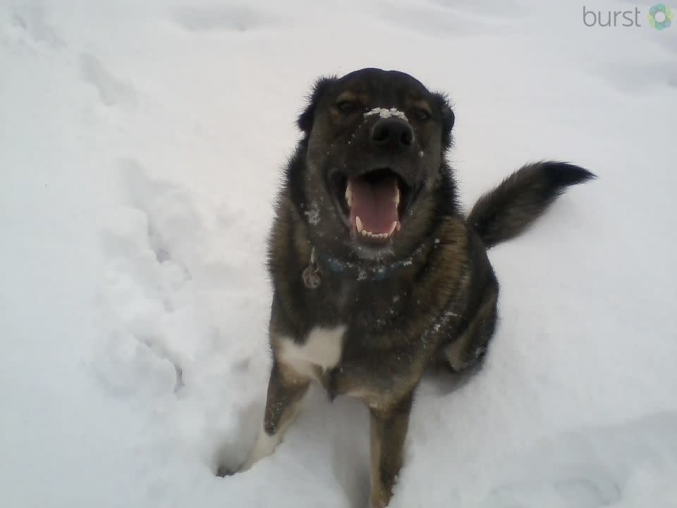 Stormy is loving the snow!