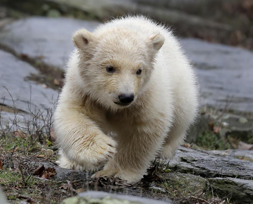 A female polar bear baby walks with its mother Tonja through their enclosure at the Tierpark zoo in Berlin, Friday, March 15, 2019. The still unnamed bear, born Dec. 1, 2018 at the Tierpark, is presented to the public for the first time. (AP Photo/Markus Schreiber)