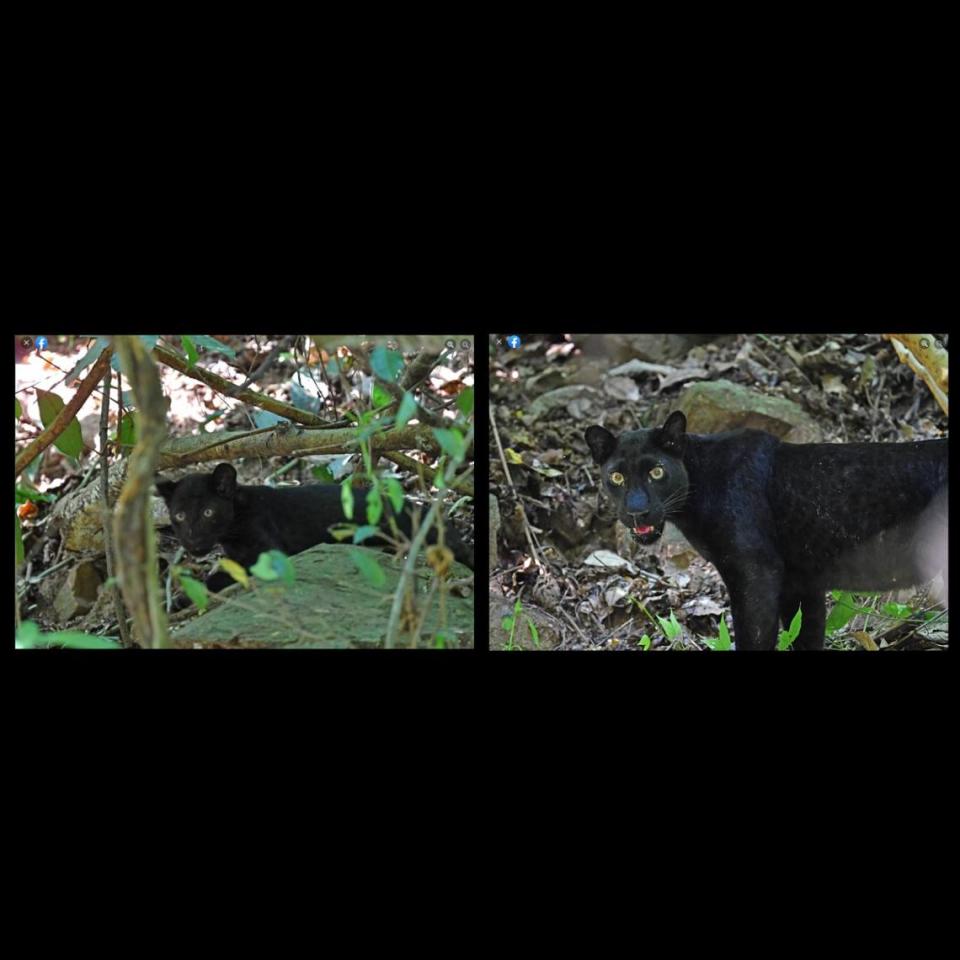 The cub sighting might point towards black panther population growth.