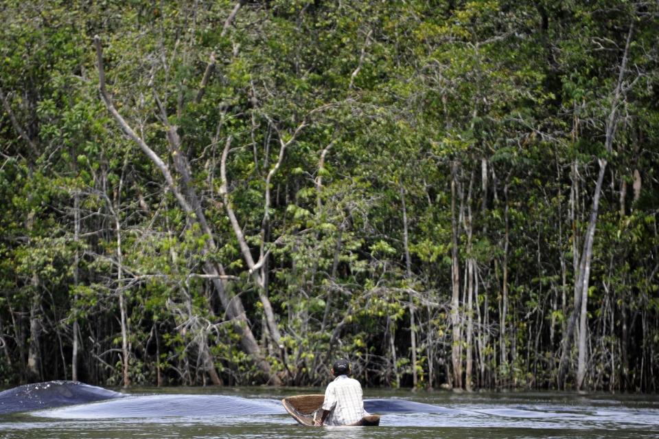 Un miembro de la etnia Piaroa pesca en su canoa en un afluente del río Orinoco, en las afueras de Puerto Ayacucho, en el estado venezolano de Amazonas. (AFP/Archivos | Leo Ramirez)