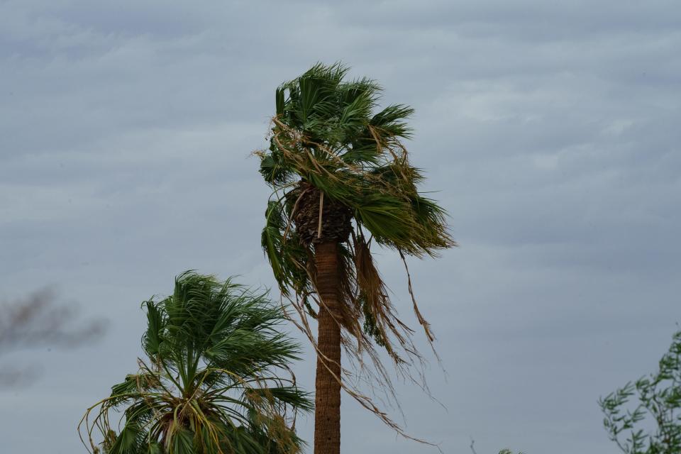 Palm trees blow in the wind at Granada Park in Phoenix, Ariz. as Tropical storm Hillary moves through Southern California on Aug. 20, 2023.