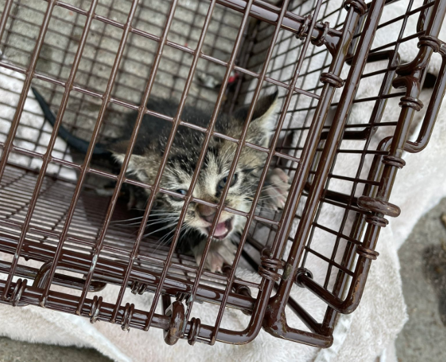 CSFD, good samaritan rescue kitty from storm drain