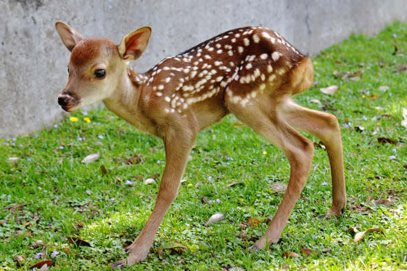 New Baby Deer Born In Nara