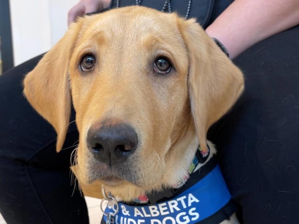 how long does it take to train guide dogs