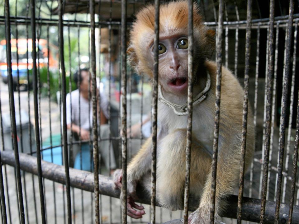 Animals are widely kept in cages at live markets around the world, raising the risk of viruses spreading, according to scientists (AFP via Getty Images)