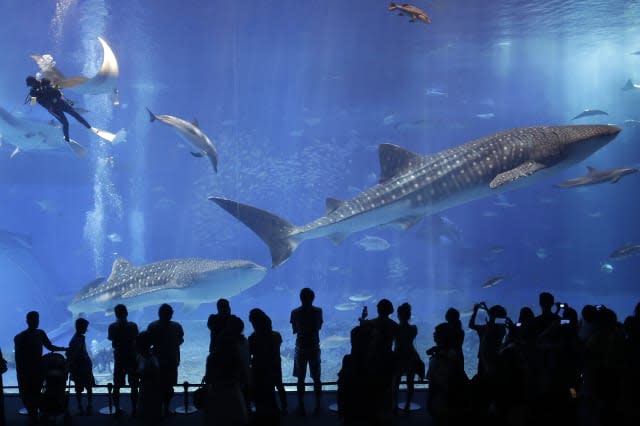 Japan Aquarium