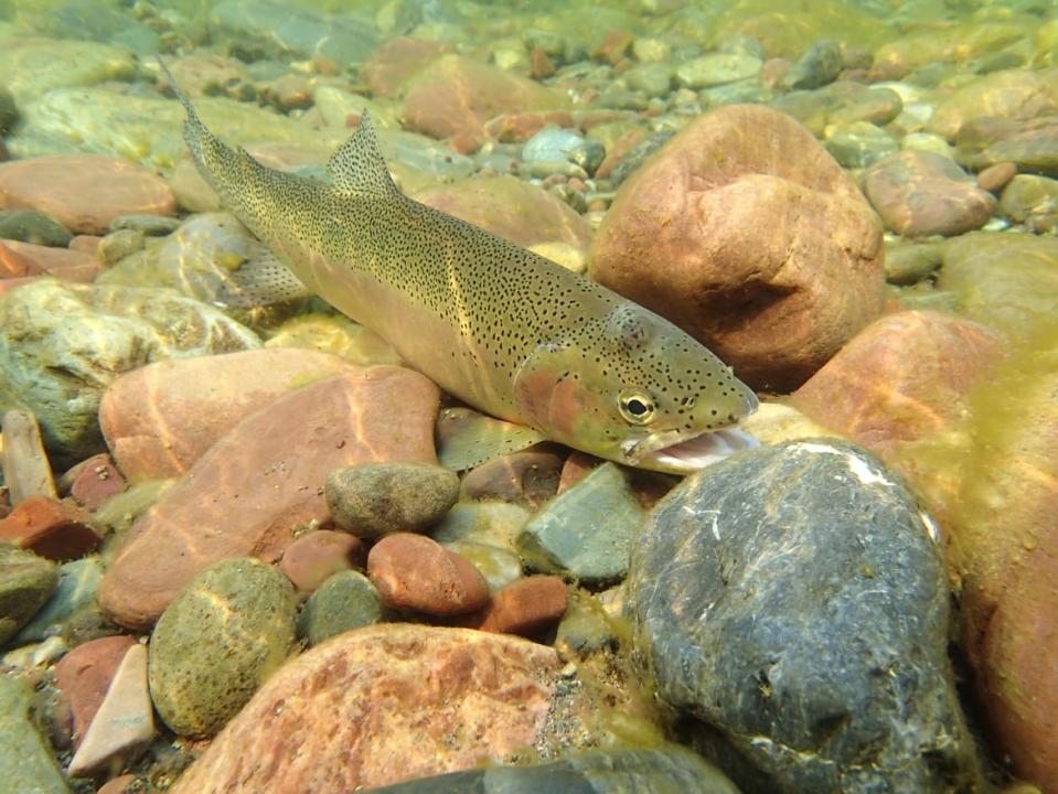 <div class="inline-image__caption"><p>A cutthroat trout rests on the bottom of the Flathead River near Glacier National Park.</p></div> <div class="inline-image__credit">Getty</div>