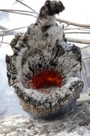 A charred trunk is seen on a tract of Amazon jungle that was recently burned by loggers and farmers in Porto Velho