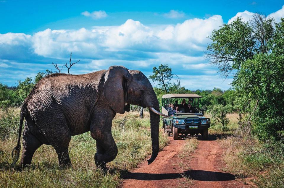 非洲史瓦帝尼是野生動物天堂，每年觀光客絡繹不絕，更是輸出動物大國。（翻攝史瓦帝尼觀光局臉書）