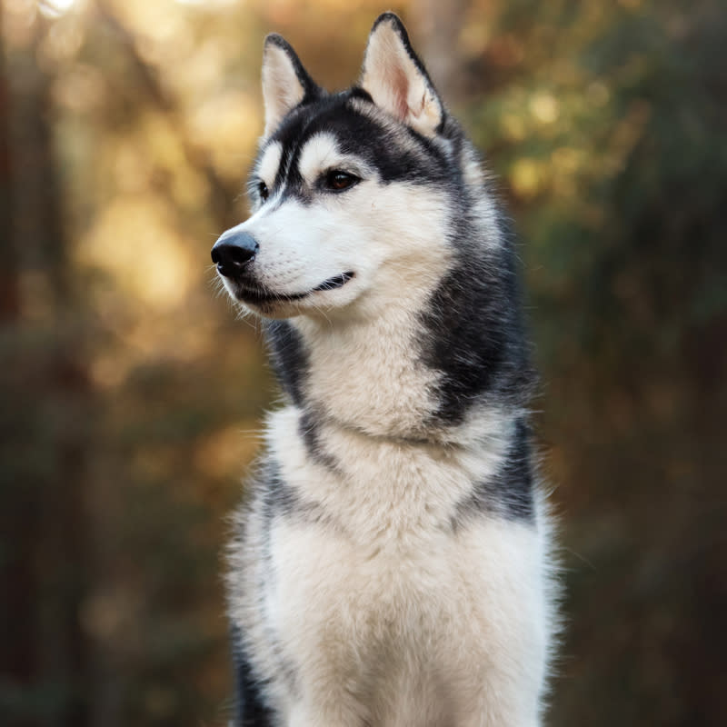 16ème chien préféré des Français : le Husky de Sibérie
