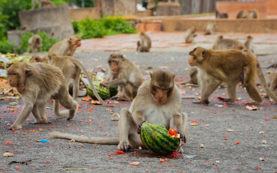 A large group of long-tailed macaques chow down on watermelon left at the designated monkey feeding area behind Phra Prang Sam Yot