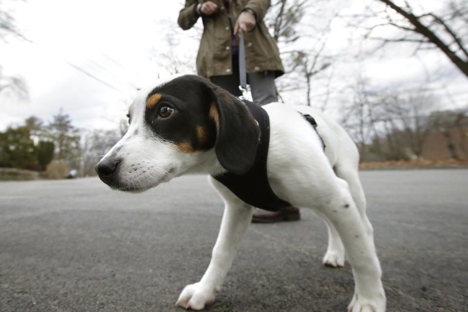 FILE - In this Wednesday, March 29, 2017 file photo, a dog pulls on his leash during a walk in Waltham, Mass. A U.S. study released on Wednesday, March 6, 2019, suggests broken bones from falls while dog-walking are on the rise among older adults and hip fractures are among the most common injuries. Doctors recommend assessing your strength and balance, and Fido’s obedience, before embarking on those healthful outings. (AP Photo/Steven Senne)