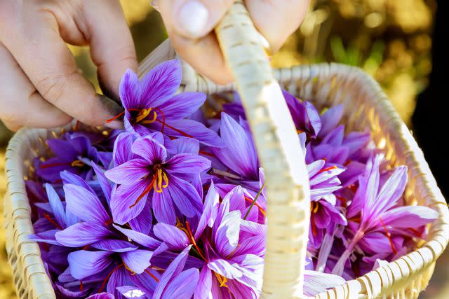 <p>Fasil Tiru / Getty Images</p> Saffron flowers