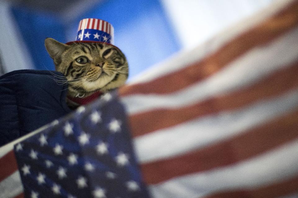 Uno, an American shorthaired cat, from Trenton, N.J., is seen during the meet the breeds companion event to the Westminster Kennel Club Dog Show, Saturday, Feb. 11, 2017, in New York. (AP Photo/Mary Altaffer)