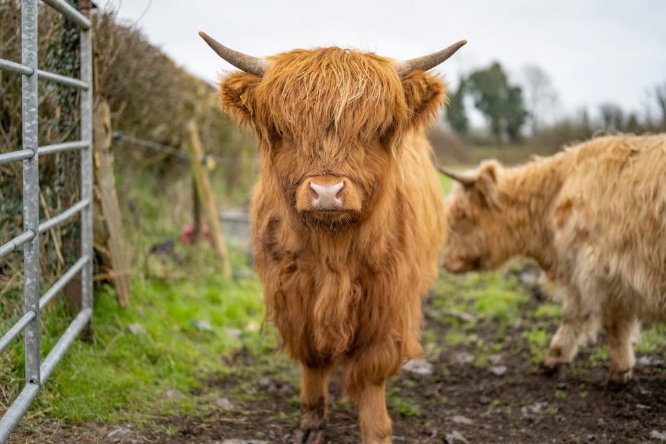 minature scottish highland cattle in a field