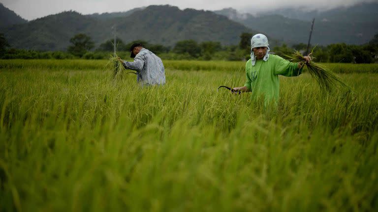 Los granos de arroz ayudarán a controlar la diabetes 2