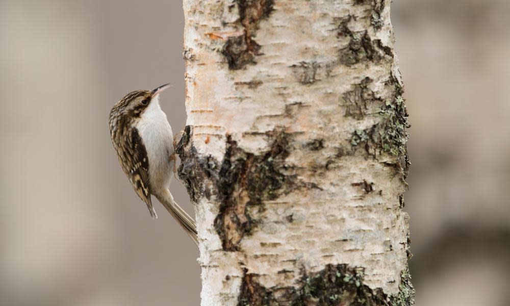 <span>Photograph: Paul Hobson/NPL/Alamy</span>