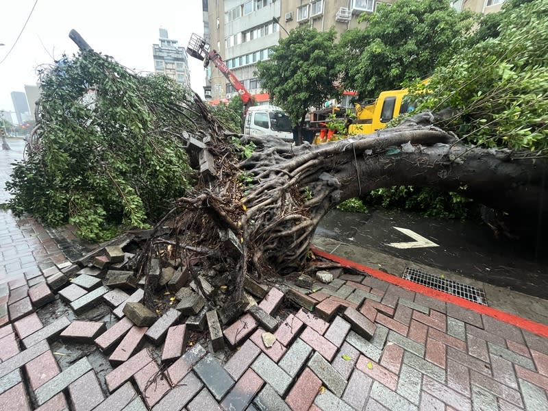 颱風卡努來襲，北部地區3日風雨逐漸增強，台北市士林區福華路與文林路口一棵路樹疑似不敵風雨應聲倒塌，影響文林路交通，工人鋸樹搶通道路。（中央社）