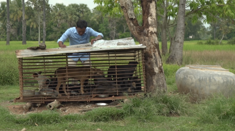 A man stands over a cage of dogs on the farm outside of Phnom Penh.