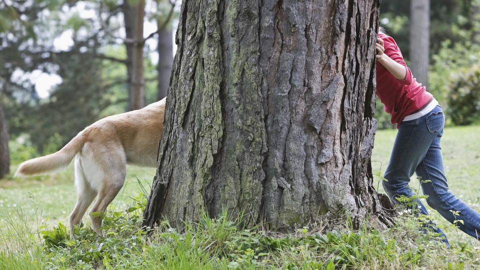 Dog playing hide and seek