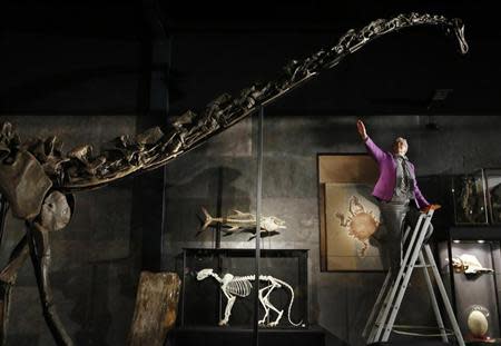 Employee Julia Thomas poses with a diplodocus skeleton named "Misty", at Summers Place Auctions in Billingshurst, southern England November 25, 2013. REUTERS/Luke MacGregor