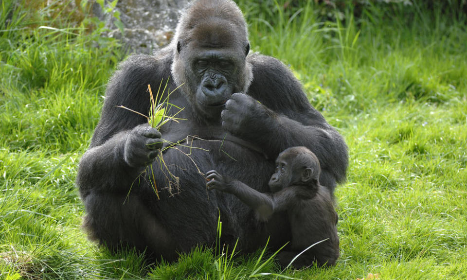 Western lowland gorilla