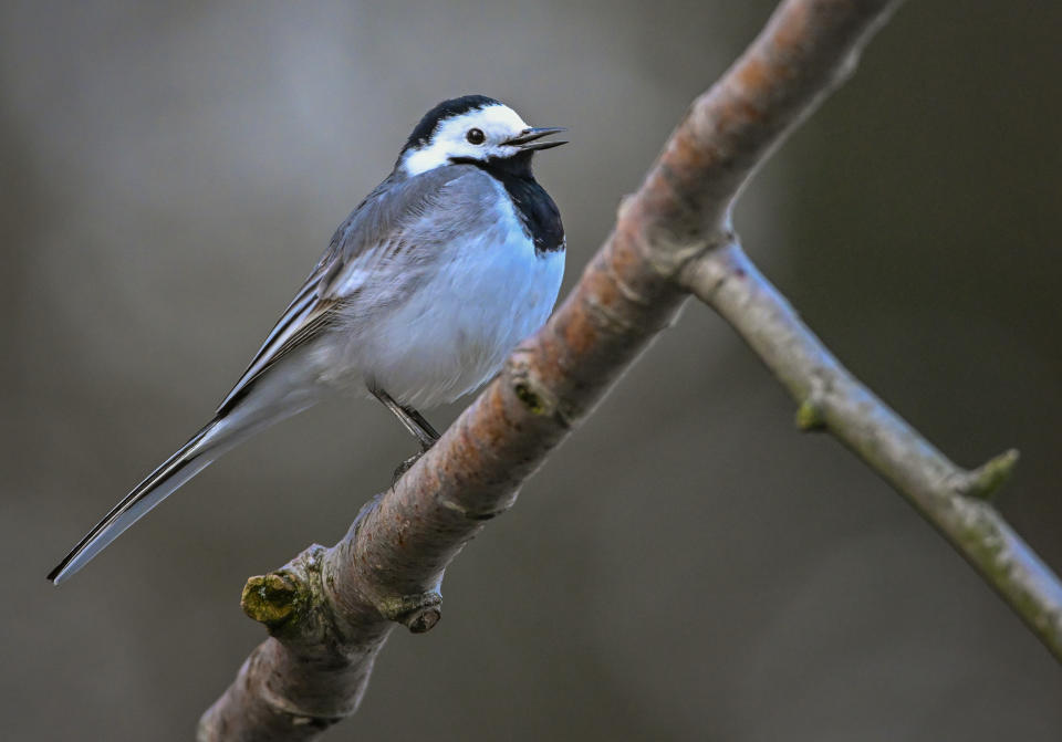 Bird perched on a branch