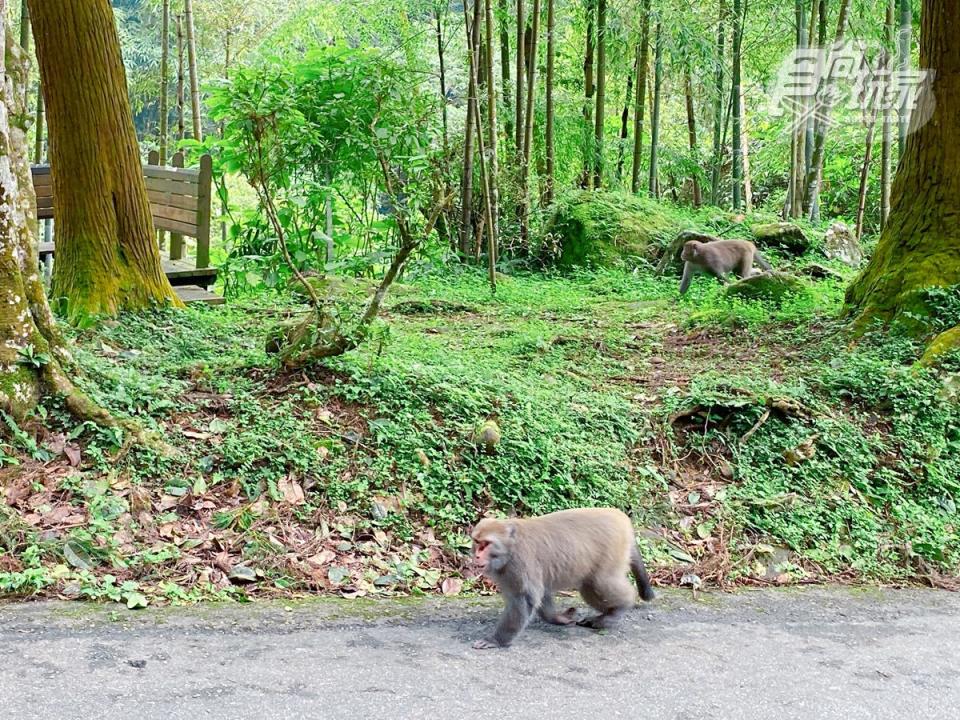 走在園區內步道，就能看見獼猴出現！
