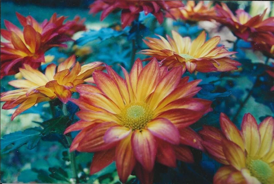 Chrysanthemums, available in innumerable varieties, can be installed now in full sun on organically enriched sites.
