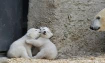 Twin polar bear cubs play as their mother Giovanna watches, outside in their enclosure at Tierpark Hellabrunn in Munich, March 19, 2014. The 14 week-old cubs, who made their first public appearance on Wednesday, have yet to be named. REUTERS/Michael Dalder (GERMANY - Tags: ANIMALS SOCIETY)