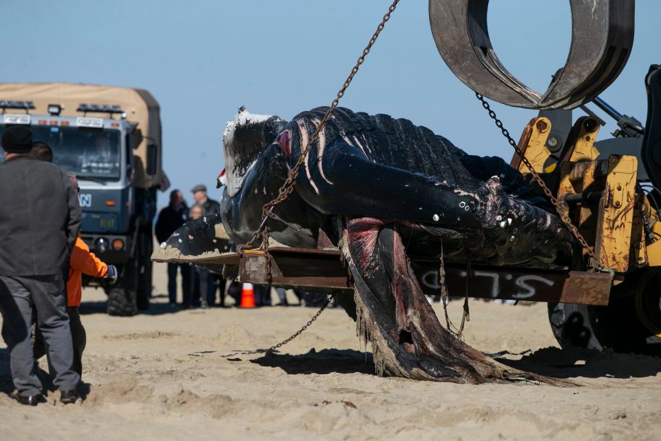 First responders and a Monmouth County work crew load a dead whale onto the back of a flat bed truck to be hauled away from Whiting Avenue Beach. The beached whale was the eighth to have died on or near the New Jersey’s coast since early December.  Manasquan, NJTuesday, February 14, 2023