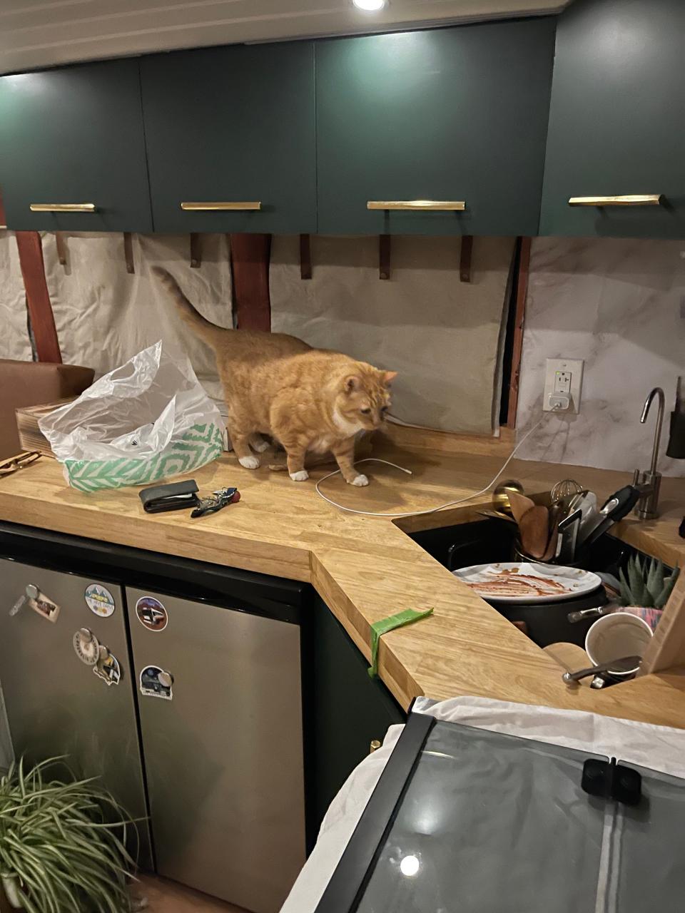 renovated school bus kitchen with cat walking on the counter