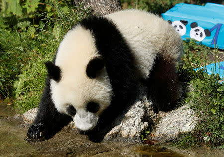 Giant Panda cub Fu Ban drinks water on its first birthday at Schoenbrunn Zoo in Vienna, Austria August 7, 2017. REUTERS/Heinz-Peter Bader