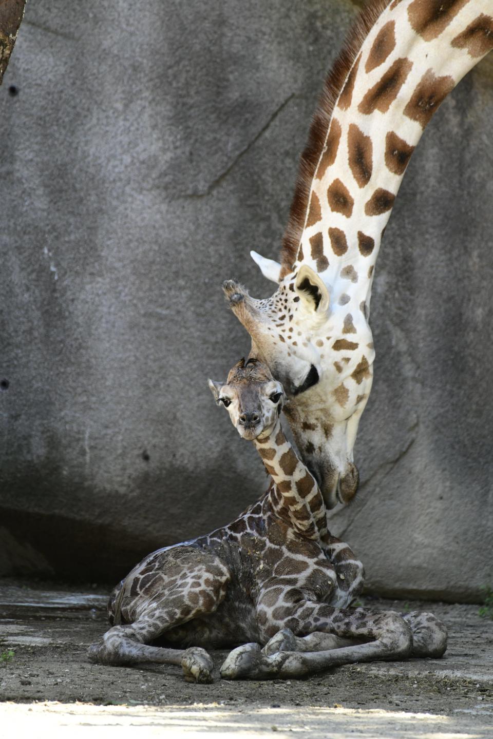 A baby giraffe was born to mom, Ziggy, on Aug. 4 at the Milwaukee County Zoo.