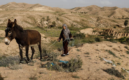 Mounjia, 43, leads her donkey towards her troglodyte house in Matmata, Tunisia, February 5, 2018. "I would like to leave for a modern house but I'm not rich enough to built one in a new city. Life in a troglodyte community is exhausting. We have to fetch water and wood, we have no electricity and can't even install a solar panel," Mounjia said. REUTERS/Zohra Bensemra