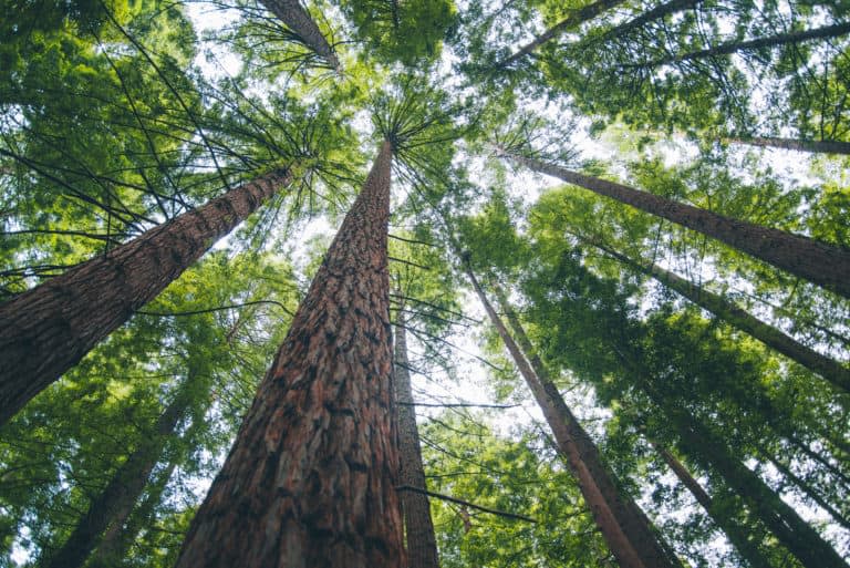 Redwood trees stretch up to the sunlight.