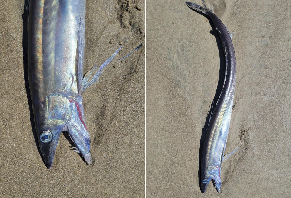 This combo from photos provided by Miranda Crowell shows lancetfish that washed ashore on the 72nd street beach entrance and the cove in Roads End, Lincoln City, Ore., on April 28, 2023. Several whip-like fish with fanged jaws and huge eyes that can dwell more than a mile deep in the ocean have washed up along a roughly 200-mile (322-kilometer) stretch of Oregon coastline, and it's unclear why, scientists and experts said. (Miranda Crowell via AP)