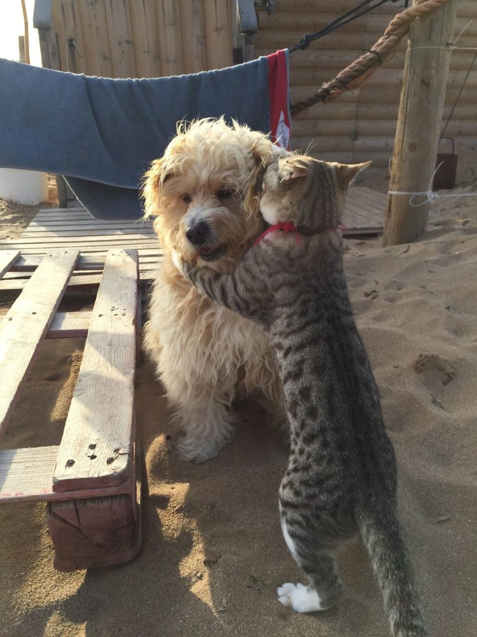 These Hilarious Cats and Dogs Will Make You Laugh Out Loud