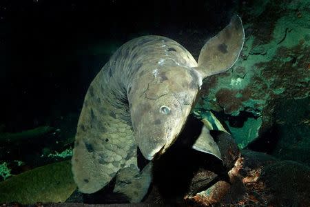 Australian lungfish,Neoceratodus forsteri, GranddadAn Australian lungfish, Neoceratodus forsteri, acquired by the Shedd Aquarium in 1933, is pictured in Chicago, Illinois, U.S. in this undated handout photo obtained by Reuters February 6, 2017. Brenna Hernandez/Shedd Aquarium/Handout via REUTERS