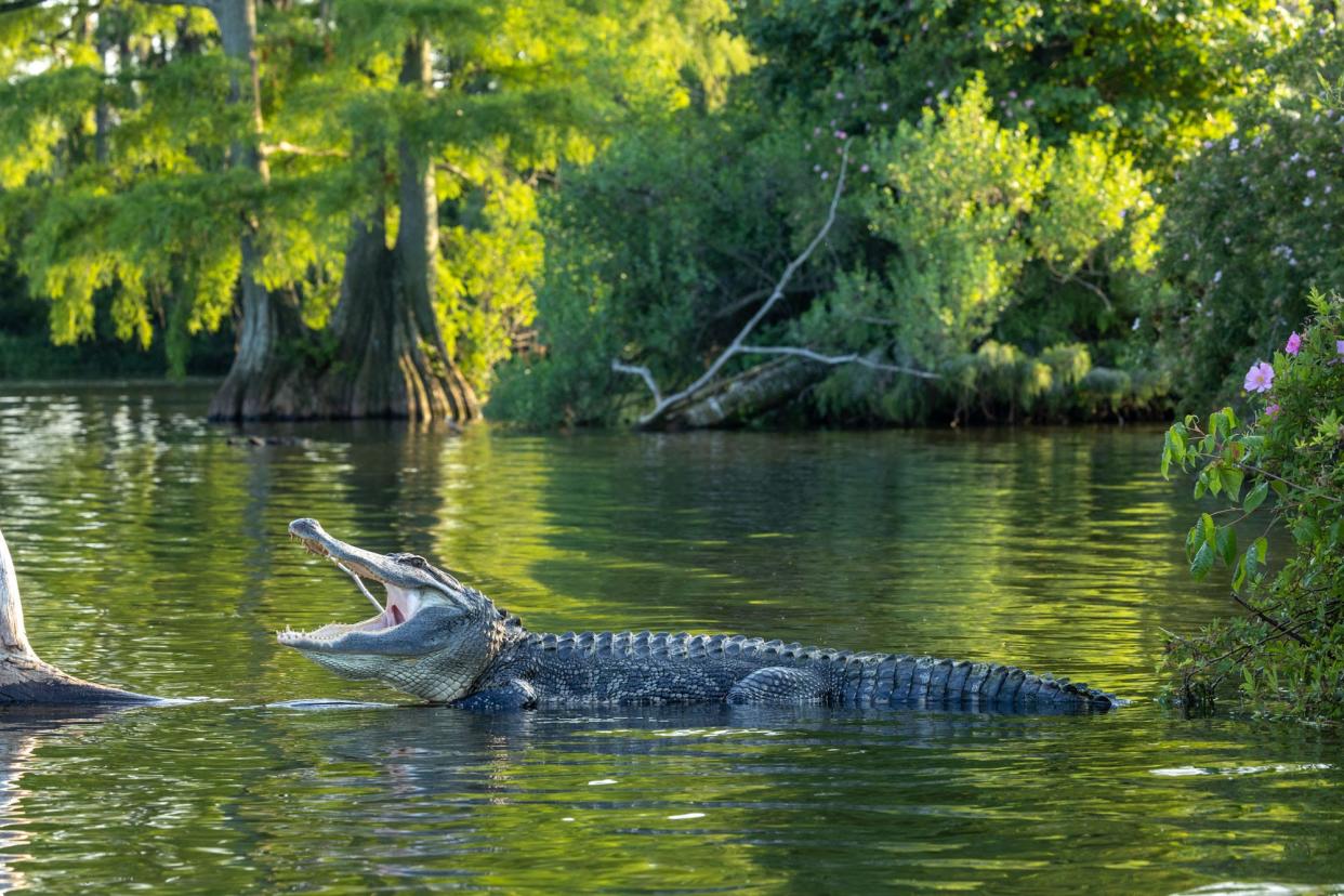 Bryan Putnam has documented all sorts of wildlife in Greenfield Lake, including alligators.