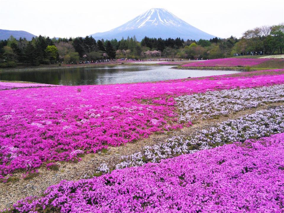 ▲富士山芝櫻季。（圖／攝影者：senngokujidai4434, Flickr CC License）