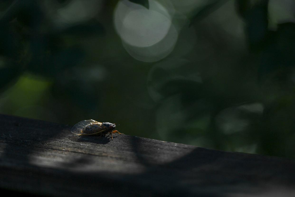 Cicadas are emerging in Upstate SC. What to know about Brood XIX