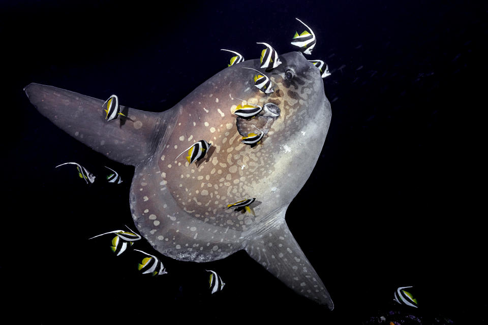 Ganadora de la categoría ‘Marine Life Behavior’