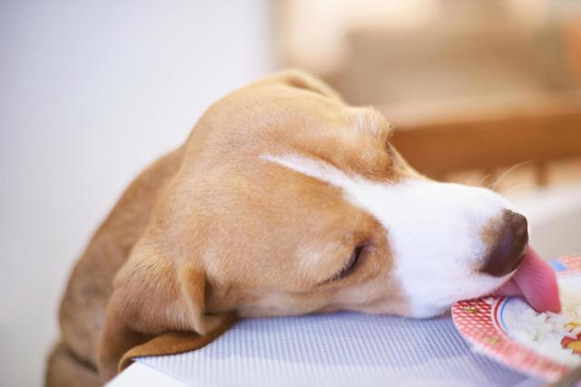 Can Dogs Eat Butter? What to Know About Dogs and Butter