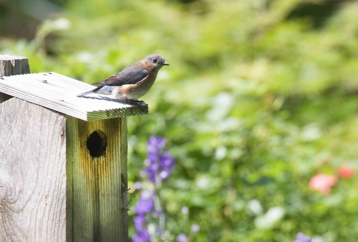 How to Attract Cardinals So You Can Enjoy Their Beauty in Your Yard