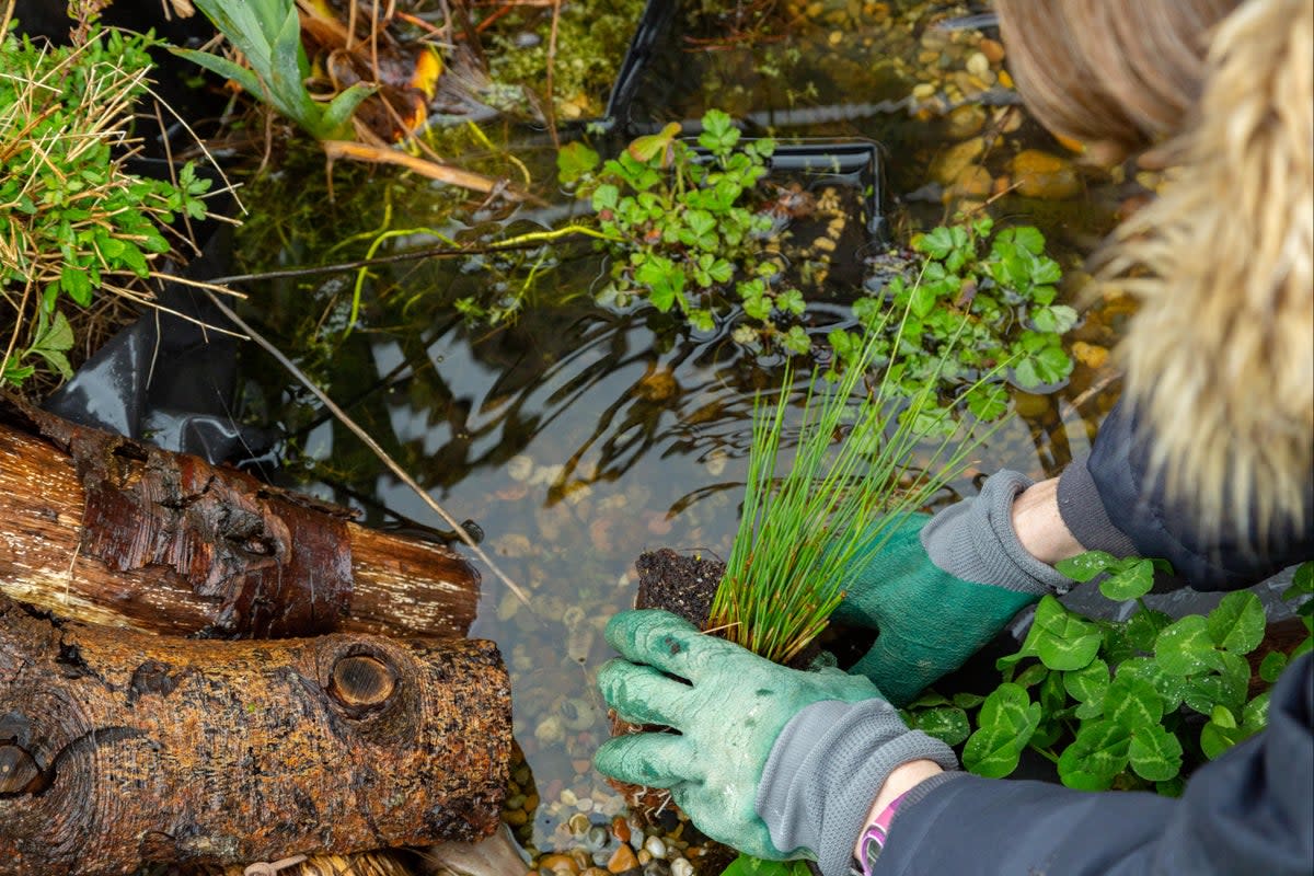 Creating even the smallest wetland will boost biodiversity  (Harley Todd / WWT)